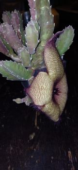 Stapelia gigantea